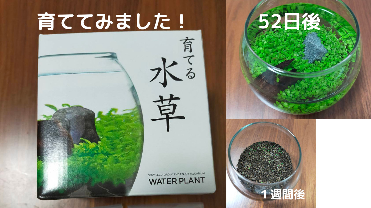 種から育てる水草 を育ててみました ５２日までの成長過程を綴ります マトシブログ 専業主婦世帯の奮闘記